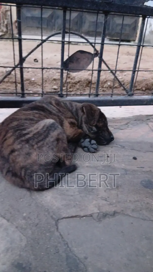 Male Mixed Breed Labrador Retriever Puppy (1-3 Months) - 1
