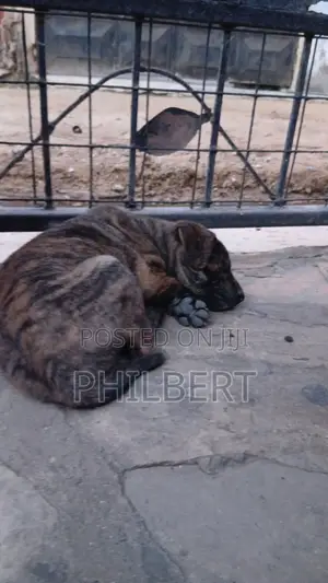 Male Mixed Breed Labrador Retriever Puppy (1-3 Months)