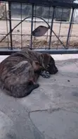 Male Mixed Breed Labrador Retriever Puppy (1-3 Months) - 1
