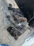 Male Mixed Breed Labrador Retriever Puppy (1-3 Months) - 2