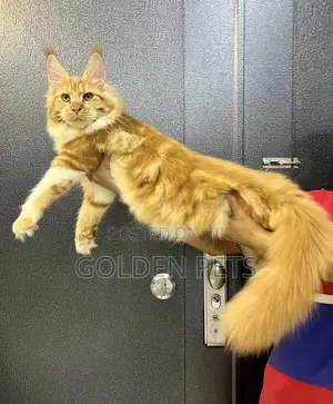 Purebred Maine Coon Kitten - 3-6 Months Male