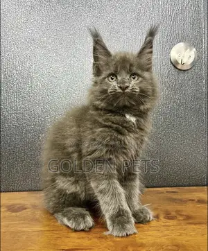 Female Purebred Maine Coon Kitten (1-3 Months)