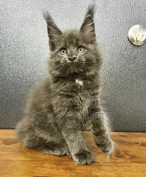 Kitten Mzazi wa Maine Coon - Kiume Mwezi 1-3