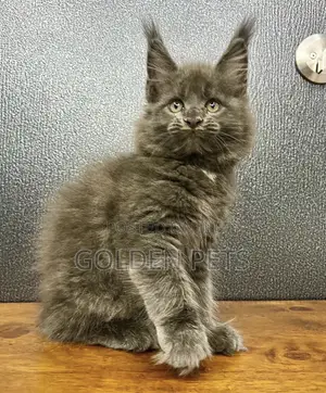Purebred Maine Coon Kitten (1-3 Months)