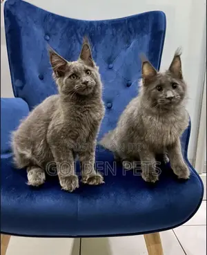 Purebred Maine Coon Kitten - 3-6 Months Female