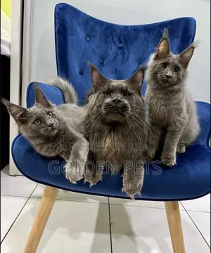 Purebred Maine Coon Kitten - 3-6 Months Male