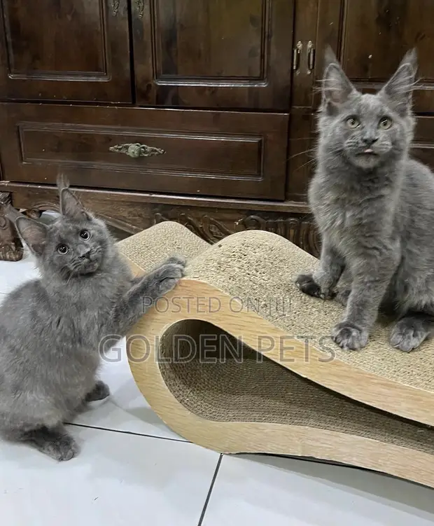 Purebred Maine Coon Kitten - 3-6 Months Male - 1