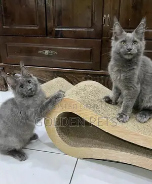 Purebred Maine Coon Kitten - 3-6 Months Male