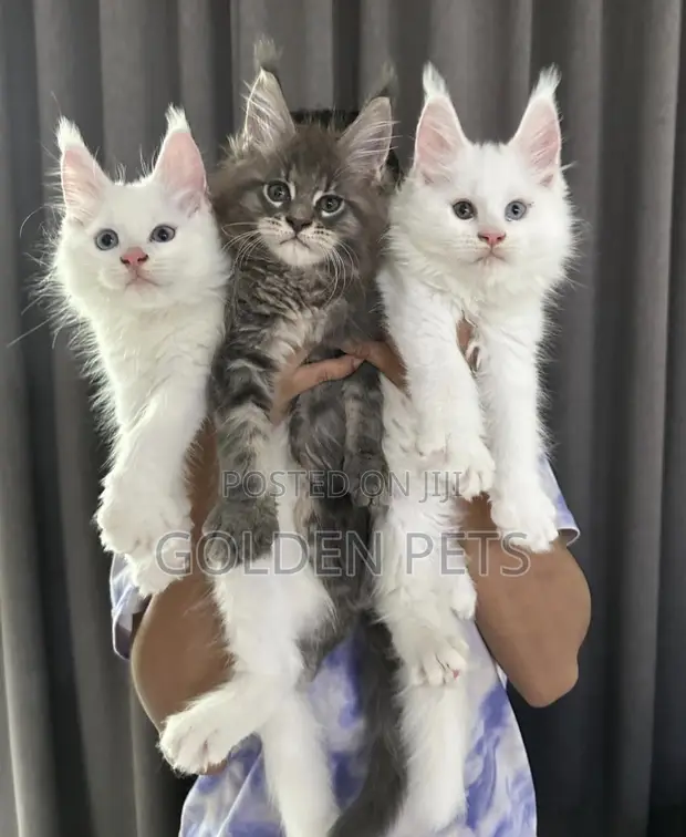 Purebred Maine Coon Kitten - 3-6 Months Female - 1