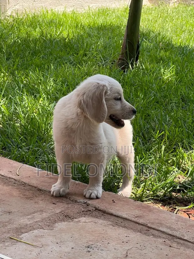 Kinda wa Mbwa wa Kike wa Golden Retriever Safi (Miezi 1-3) - 1