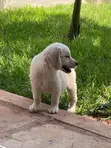 Kinda wa Mbwa wa Kike wa Golden Retriever Safi (Miezi 1-3) - 1