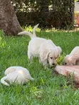 Kinda wa Mbwa wa Kike wa Golden Retriever Safi (Miezi 1-3) - 2