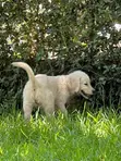 Kinda wa Mbwa wa Kike wa Golden Retriever Safi (Miezi 1-3) - 3