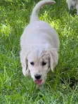Kinda wa Mbwa wa Kike wa Golden Retriever Safi (Miezi 1-3) - 4