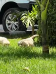 Kinda wa Mbwa wa Kike wa Golden Retriever Safi (Miezi 1-3) - 5