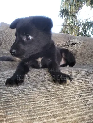 Mbwa Mzazi wa Kiume wa Border Collie (Miezi 1-3)