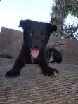 Male Purebred Border Collie Puppy (1-3 Months) - 2