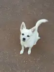 Mbwa Mzuri wa Kijapani wa Kiume, Mwezi 3-6, Safi - 3