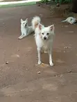 Mbwa Mzuri wa Kijapani wa Kiume, Mwezi 3-6, Safi - 4