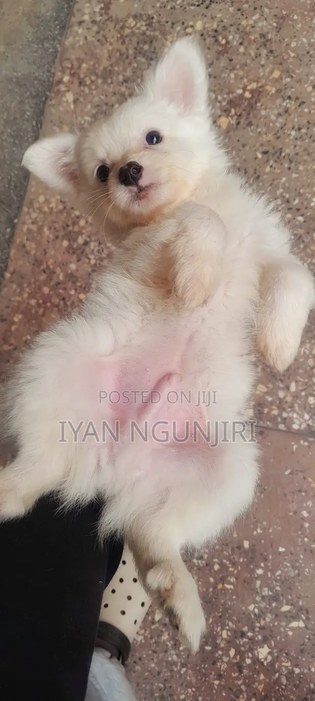 Male Japanese Spitz Puppy, 1-3 Months - 1