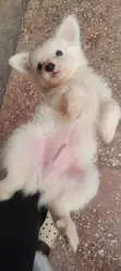 Male Japanese Spitz Puppy, 1-3 Months - 1