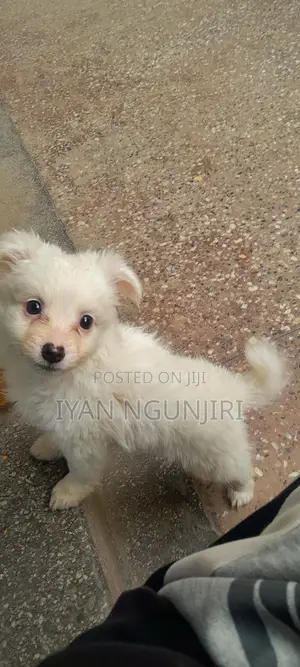 Male Japanese Spitz Puppy, 1-3 Months