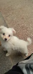 Male Japanese Spitz Puppy, 1-3 Months - 2