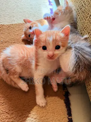 Male Mixed Breed American Shorthair Kitten, 2 Months