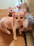 Kitten wa Kiume wa Mchanganyiko wa American Shorthair, Miezi 2 - 1