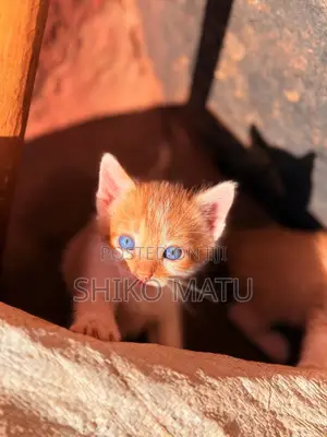 Male Mixed Breed American Shorthair Kitten, 2 Months