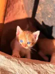 Kitten wa Kiume wa Mchanganyiko wa American Shorthair, Miezi 2 - 2