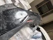 Toyota Harrier 2018 Rear Bumper - Ex Japan - 4
