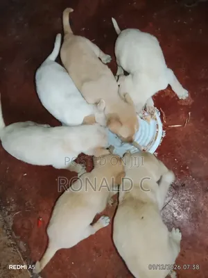 Male Mixed Breed Labrador Retriever Puppy
