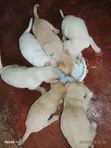 Male Mixed Breed Labrador Retriever Puppy - 1