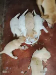 Male Mixed Breed Labrador Retriever Puppy - 2