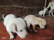 Male Mixed Breed Labrador Retriever Puppy - 3