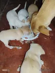 Male Mixed Breed Labrador Retriever Puppy - 4