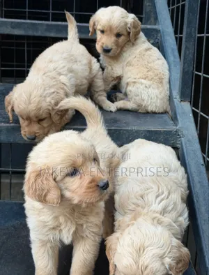 Mbwa Mchanga wa Kiume wa Golden Retriever Mzazi (1-3 Miezi)