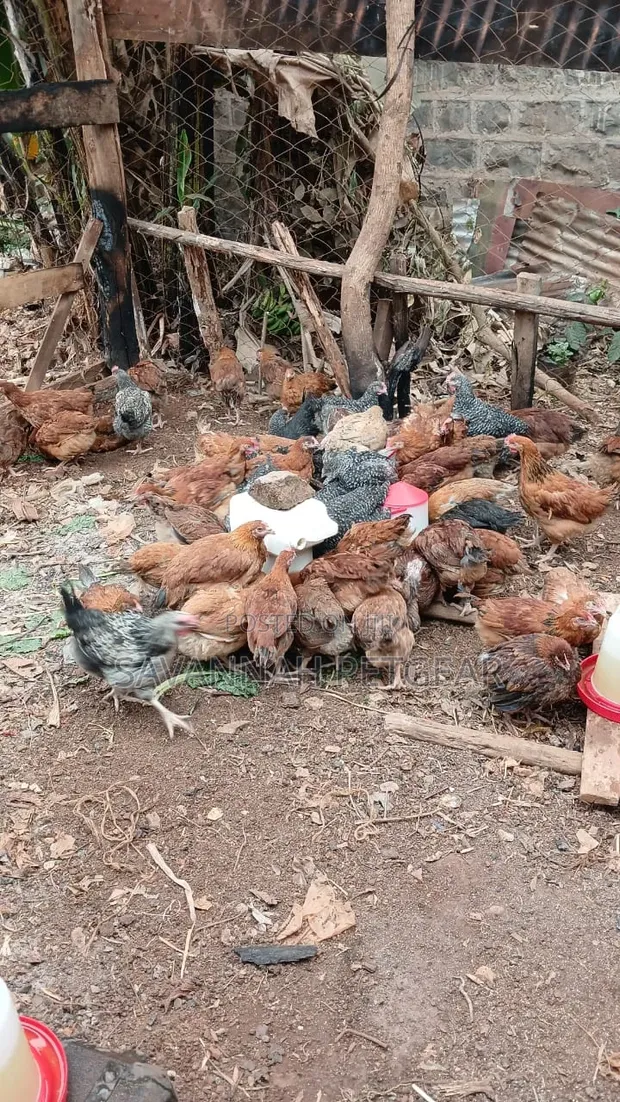 Kuku Mwitu wa Rainbow F1 kwa Nyama na Kukuza - 1