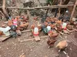 Kuku Mwitu wa Rainbow F1 kwa Nyama na Kukuza - 2