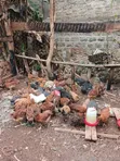 Kuku Mwitu wa Rainbow F1 kwa Nyama na Kukuza - 3