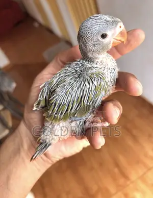 Vifaranga wa Indian Ringneck
