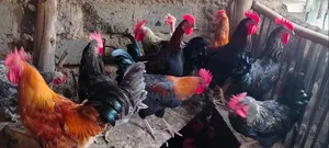 Matajiri wa Kienyeji kwa Uuzaji