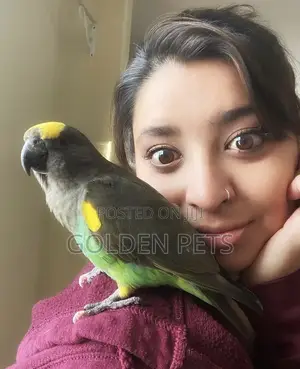 Ndege wa 'Meyer Parrots' Wanauzwa