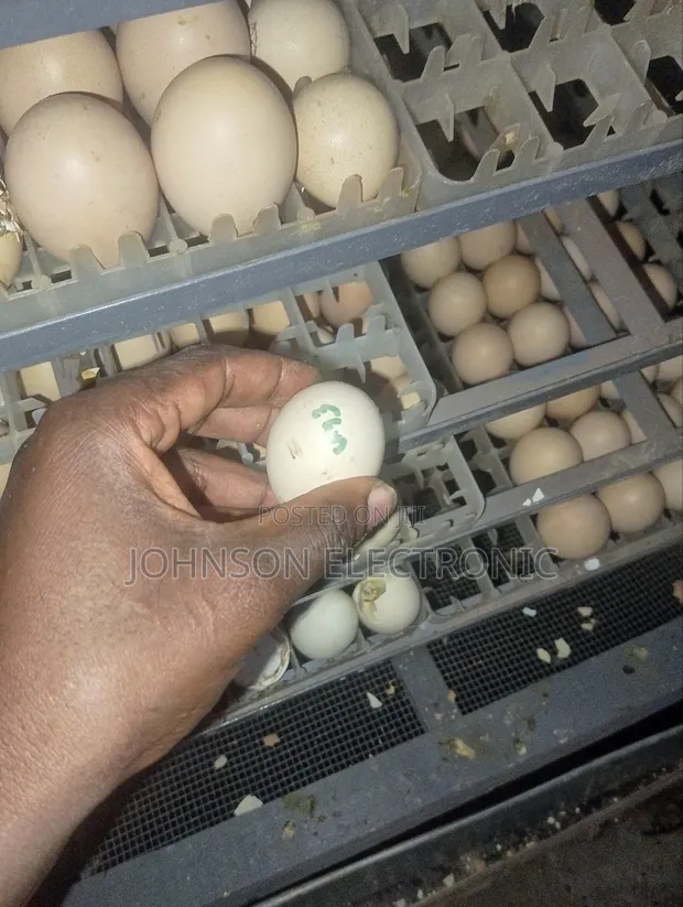 Professional Egg Incubator Repair and Servicing Nationwide - 1