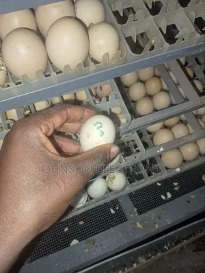 Ukarasa na Huduma za Incubator za Mayai Kitaifa