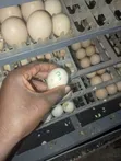 Professional Egg Incubator Repair and Servicing Nationwide - 1