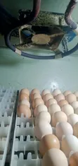Professional Egg Incubator Repair and Servicing Nationwide - 4