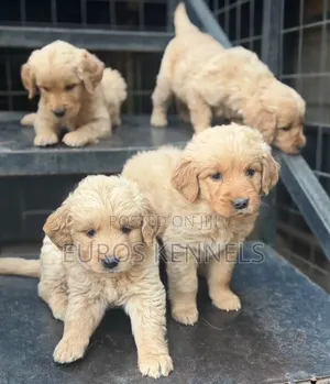 Mbwa Mwanama wa Golden Retriever Safi - Kiume Miezi 1-3