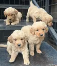 Purebred Golden Retriever Puppy - 1-3 Months Male - 1